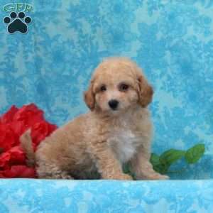 Apple, Maltipoo Puppy